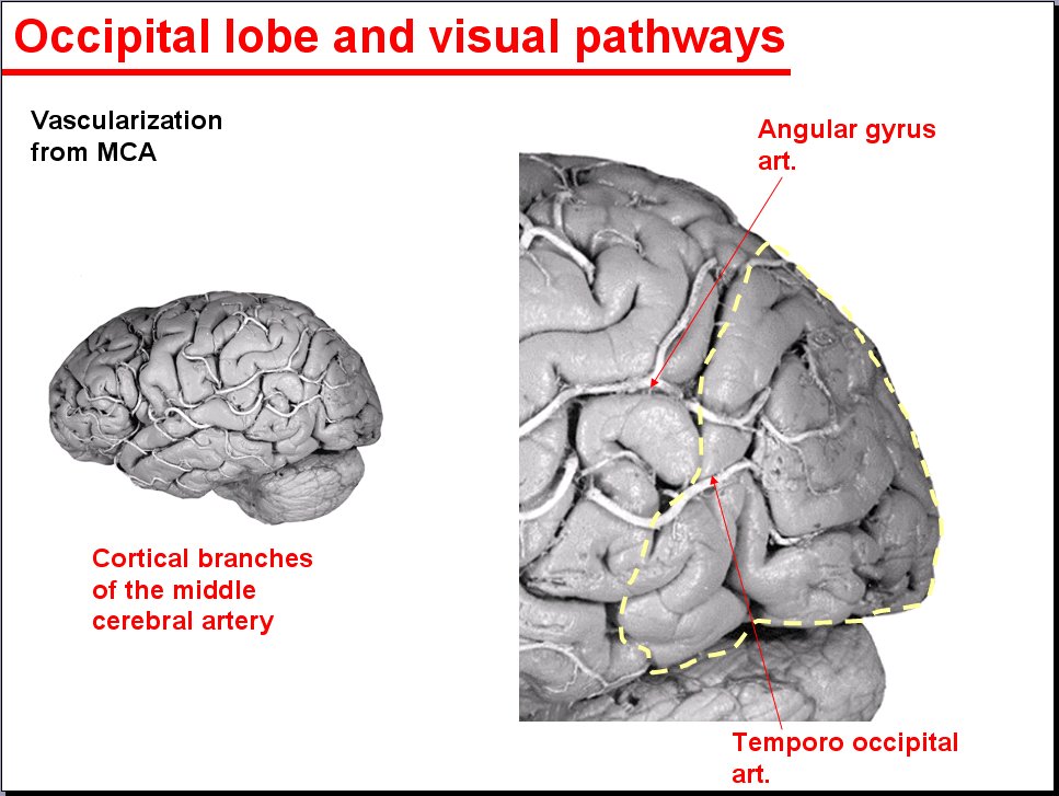 Salamon's Neuroanatomy And Neurovasculature Web-Atlas Resource